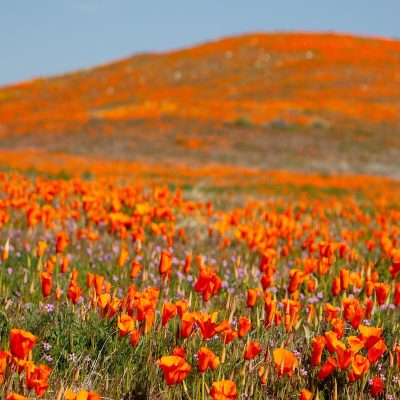 AntelopeValleyPoppyReserve